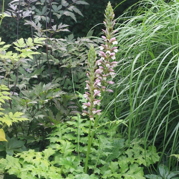 Превью изображения