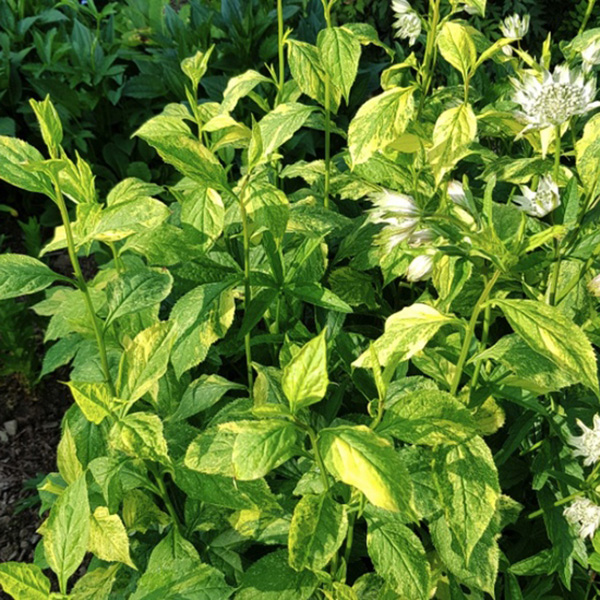 Превью изображения