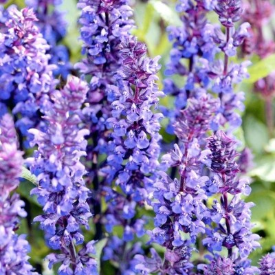 Превью изображения