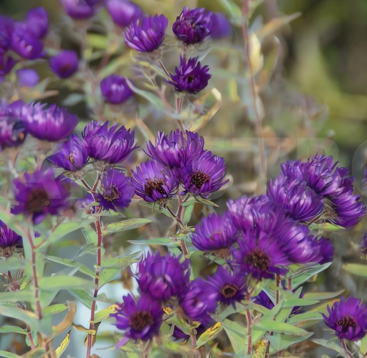 Превью изображения