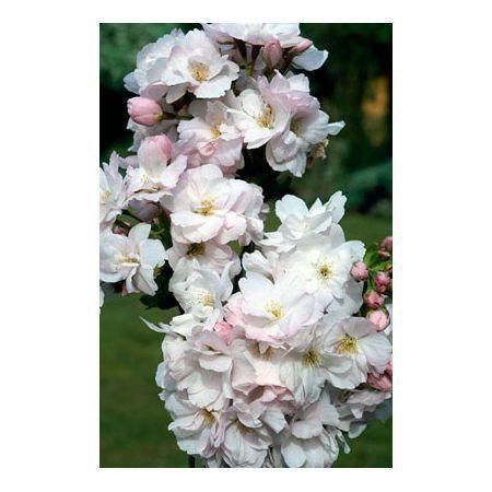 Превью изображения