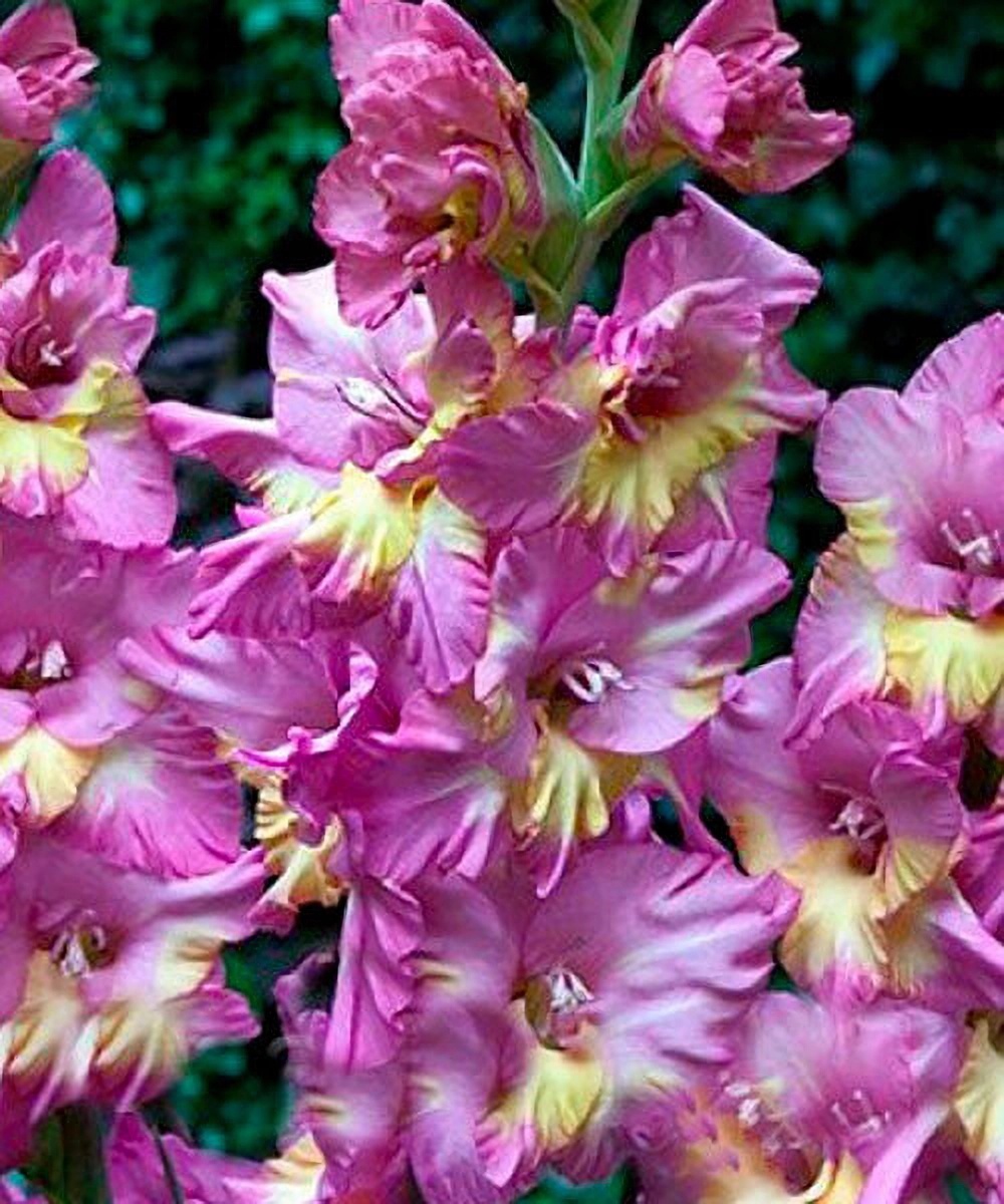 Превью изображения