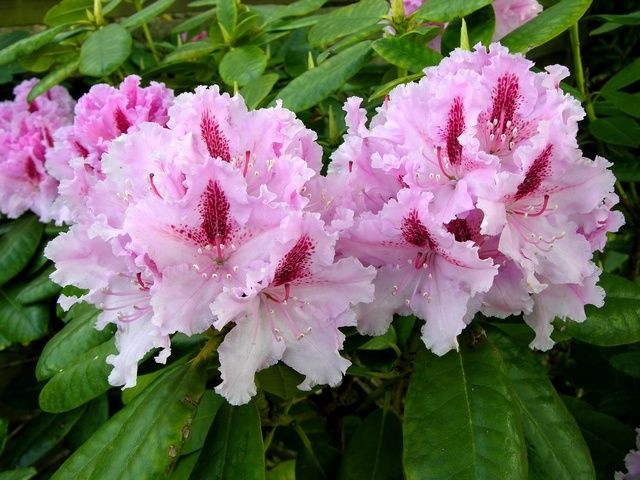 Превью изображения