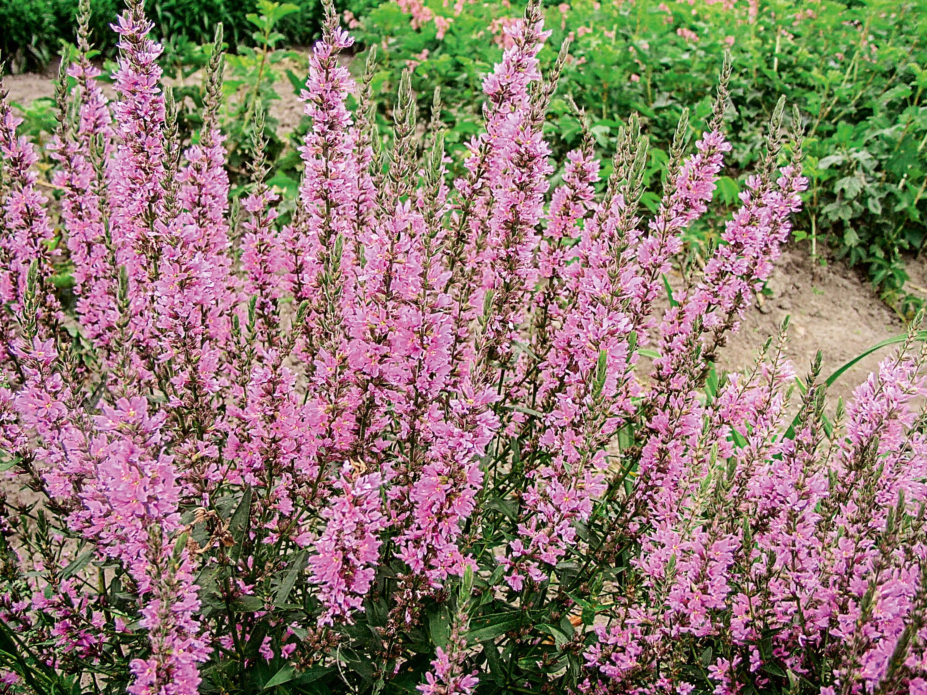 Превью изображения