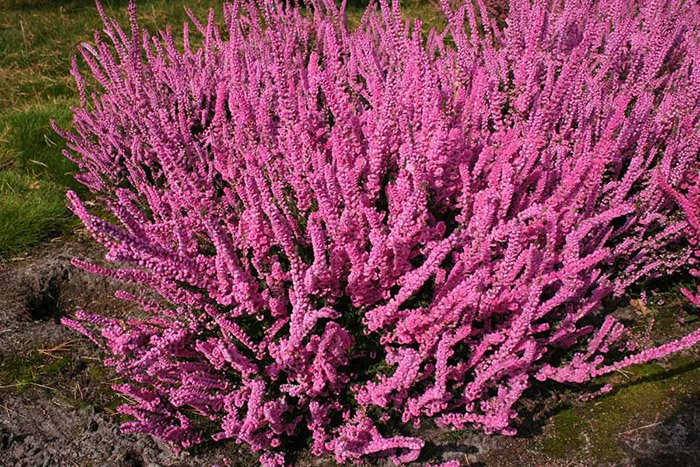 Превью изображения