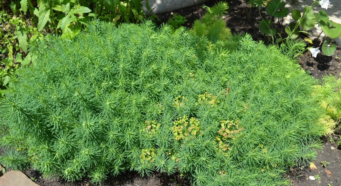 Превью изображения