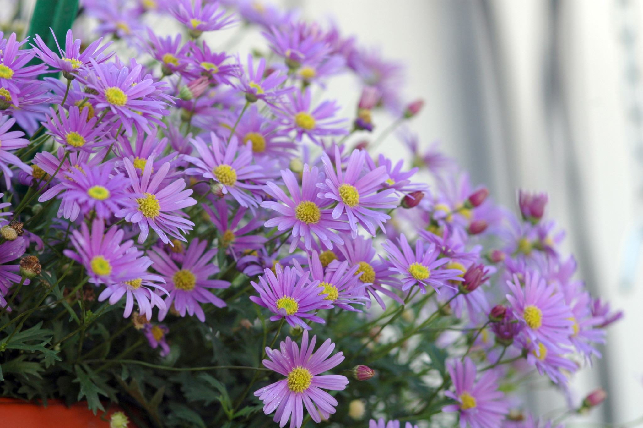 Превью изображения