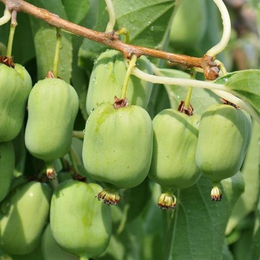 Превью изображения