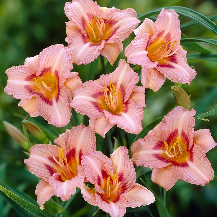 Превью изображения