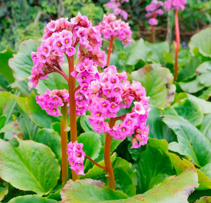 Превью изображения