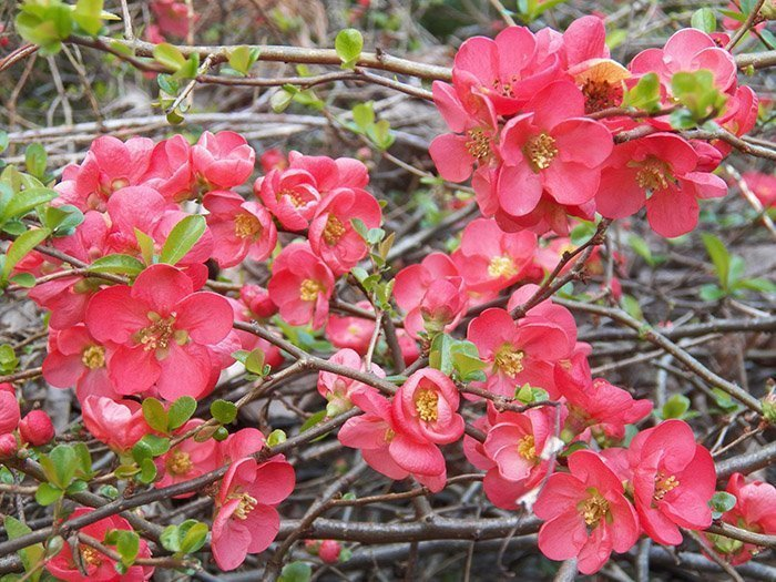 Превью изображения