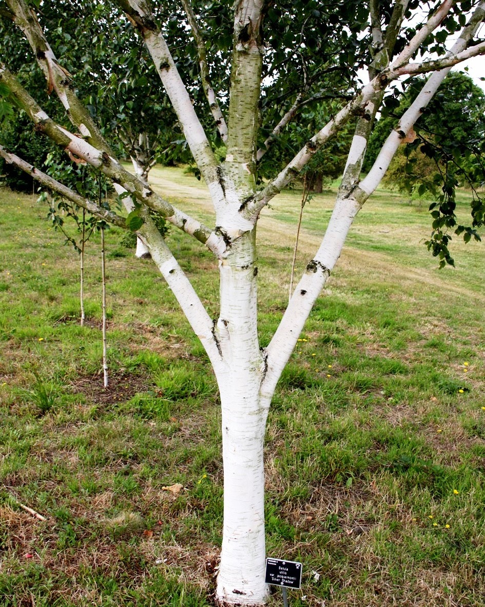 Превью изображения