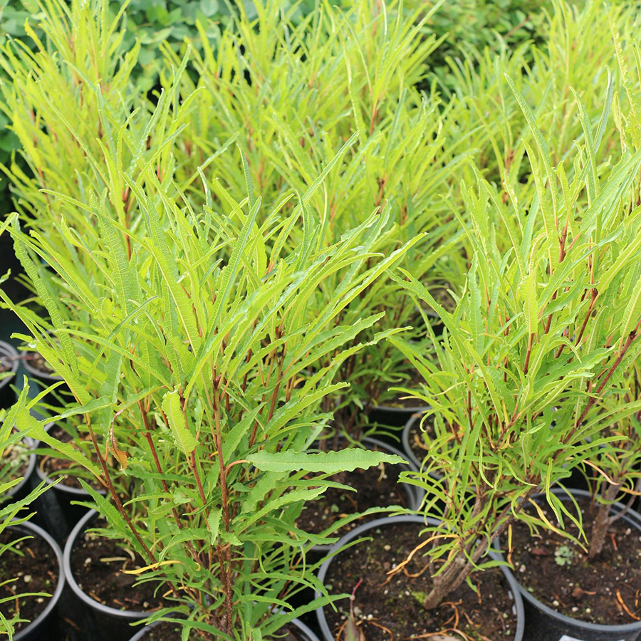 Превью изображения