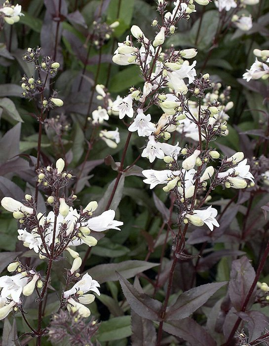 Превью изображения