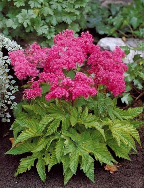 Превью изображения