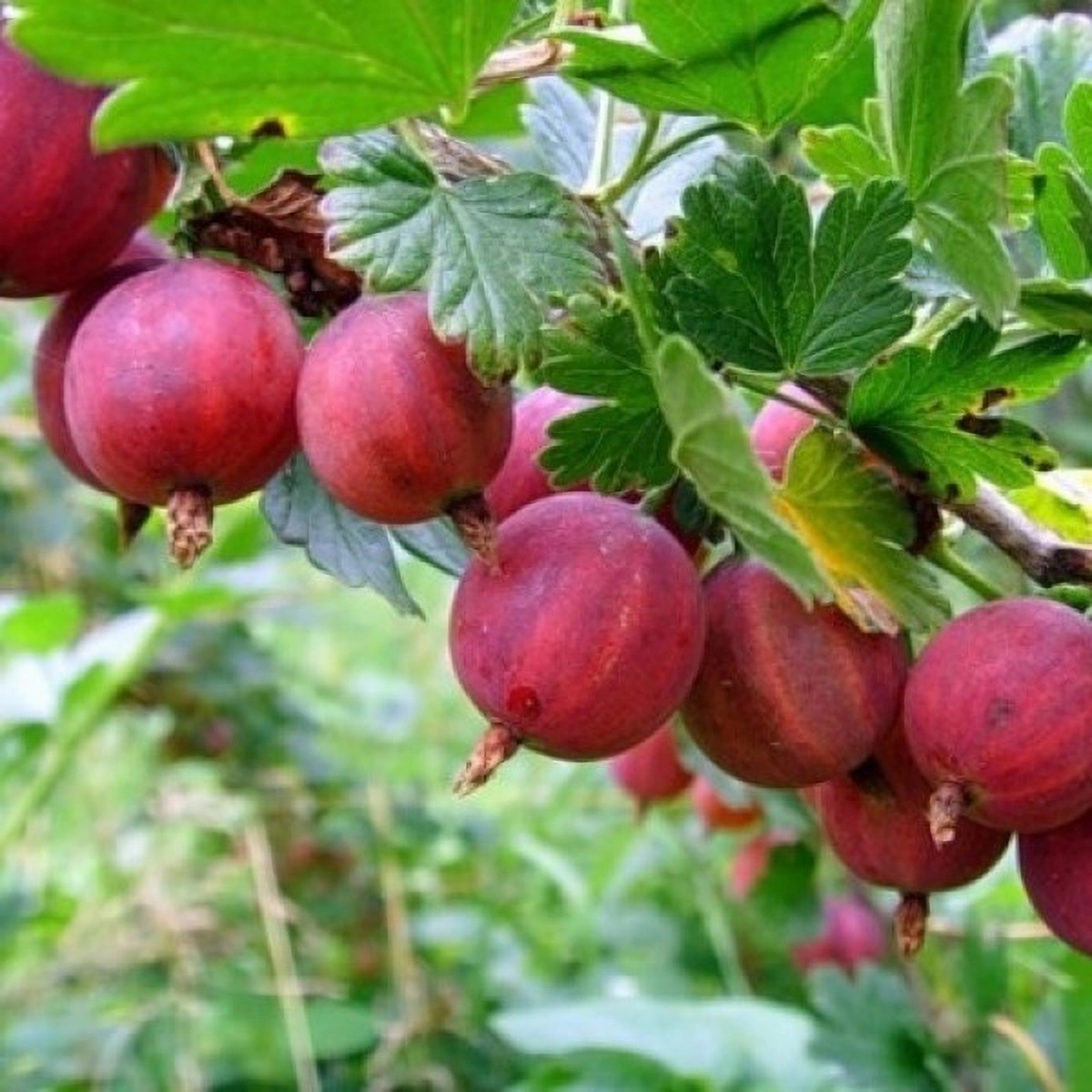 Превью изображения