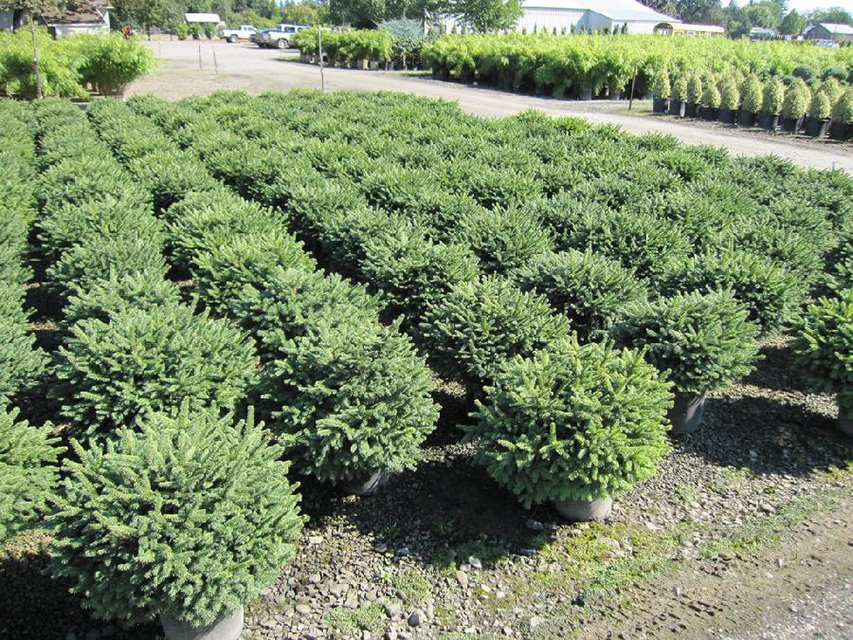 Превью изображения