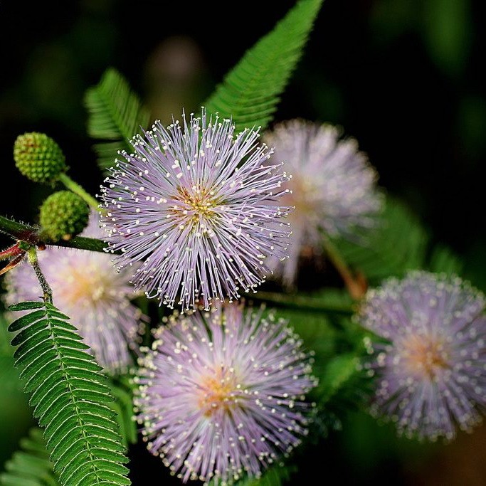 Превью изображения