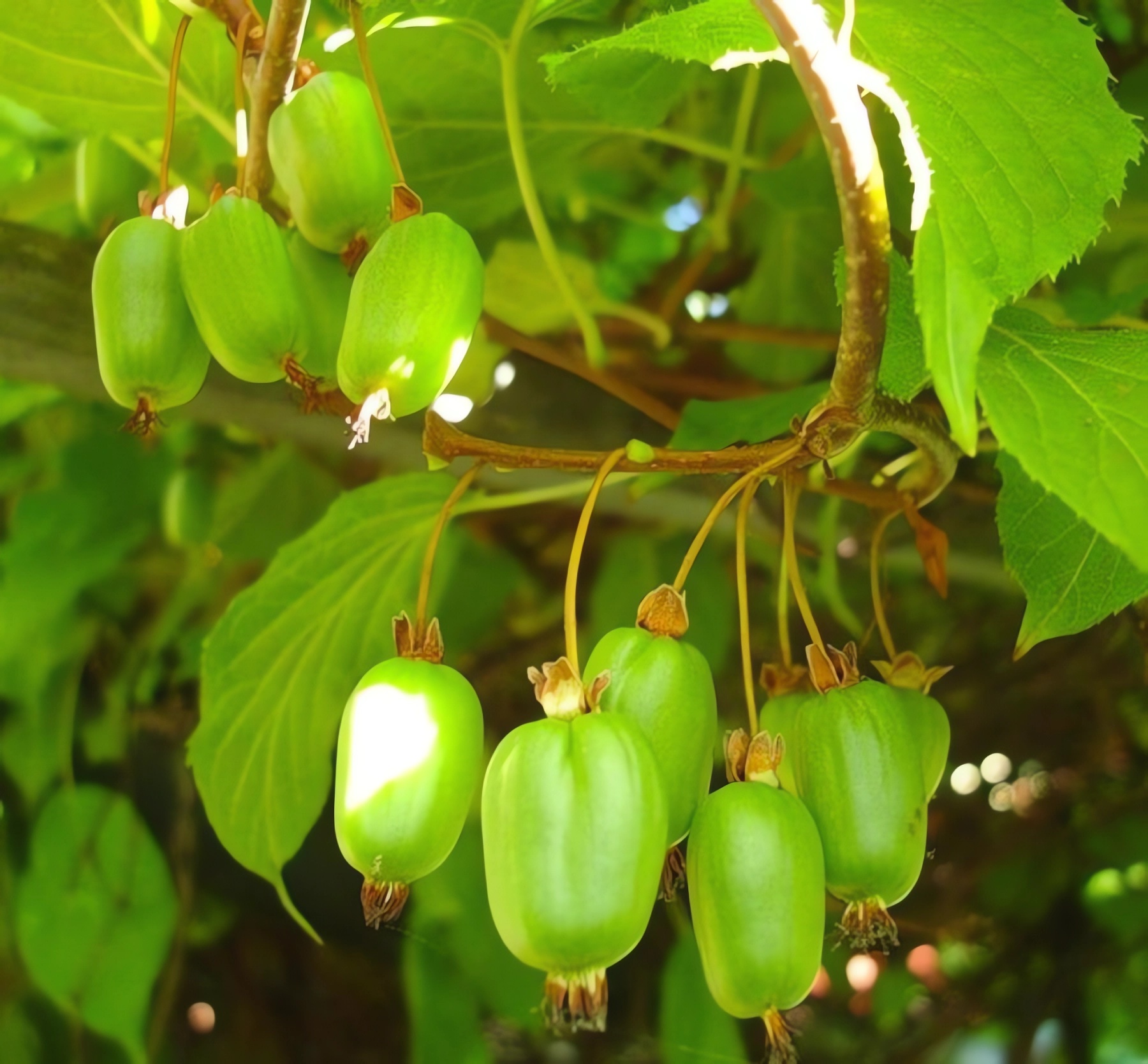 Превью изображения