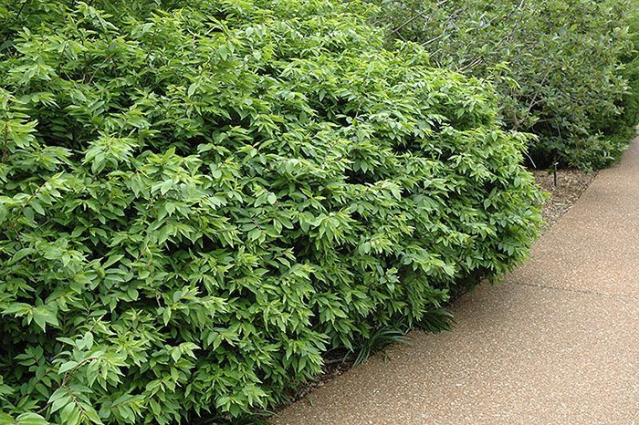 Превью изображения