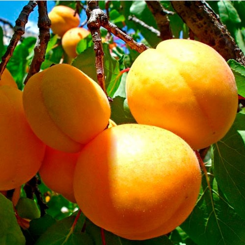 Превью изображения