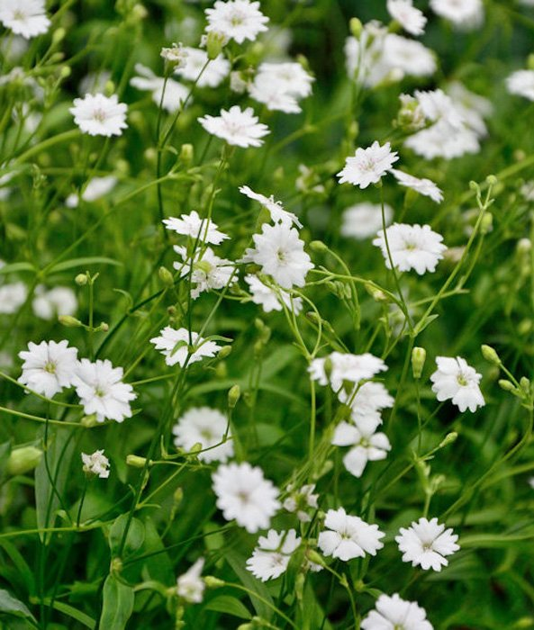 Превью изображения