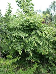 Превью изображения