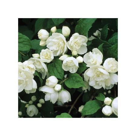 Превью изображения