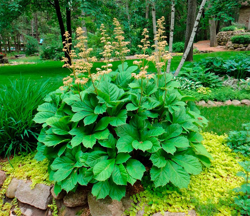 Превью изображения