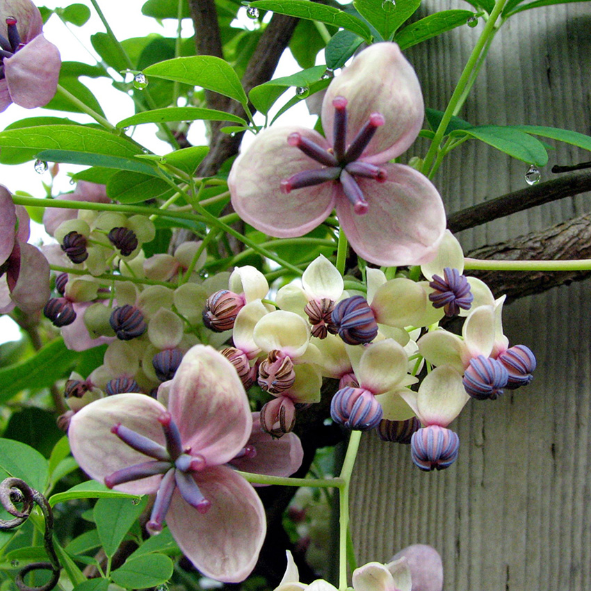 Превью изображения