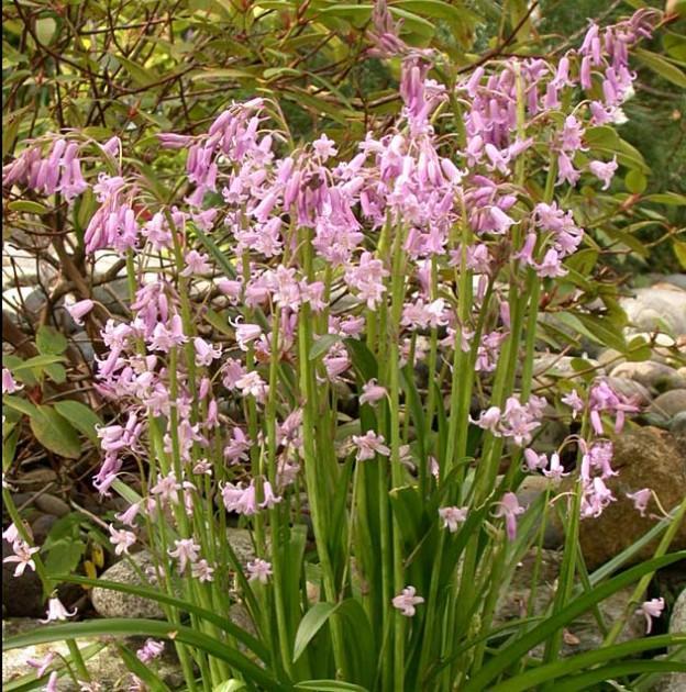 Превью изображения