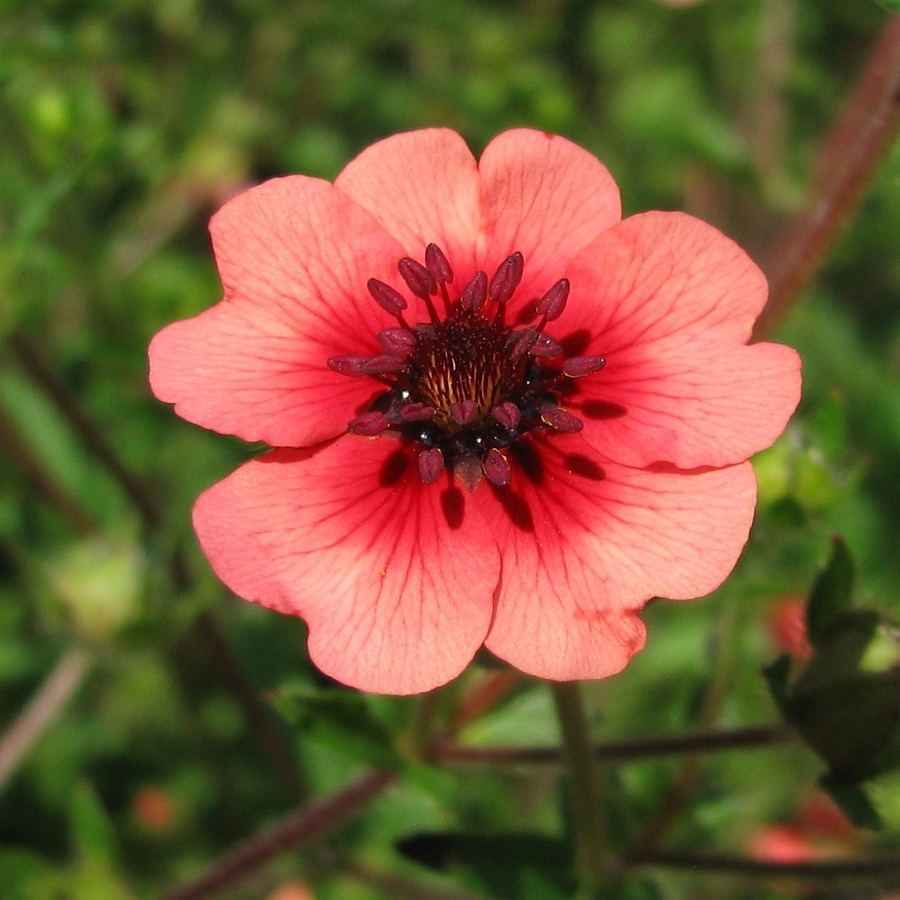 Превью изображения