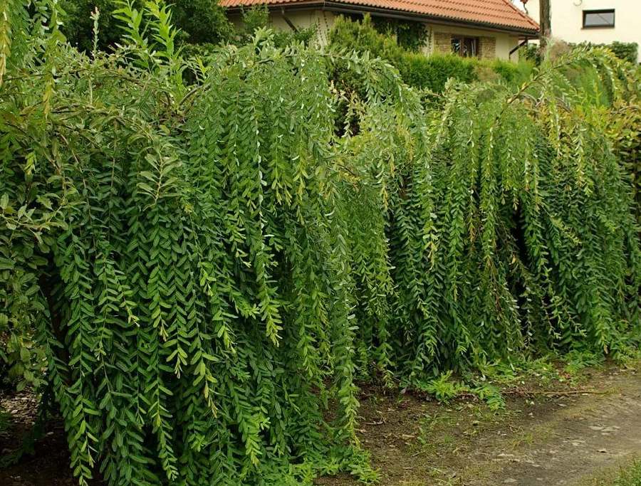 Превью изображения