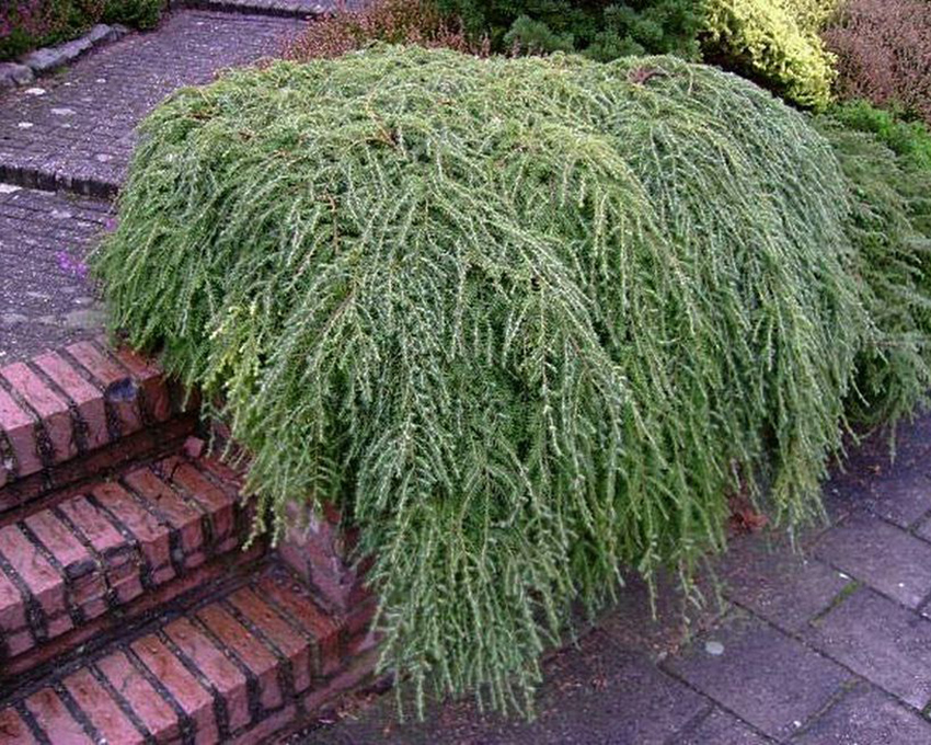 Превью изображения