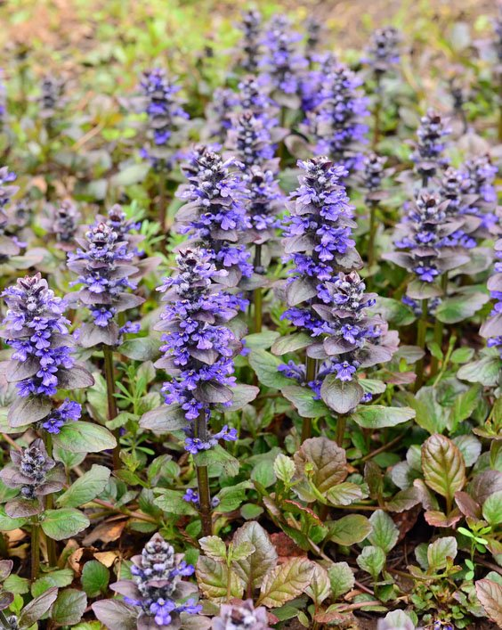 Превью изображения