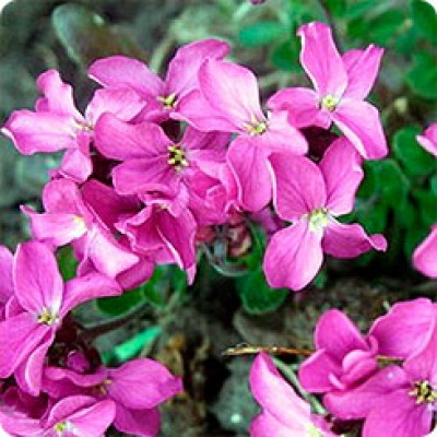 Превью изображения