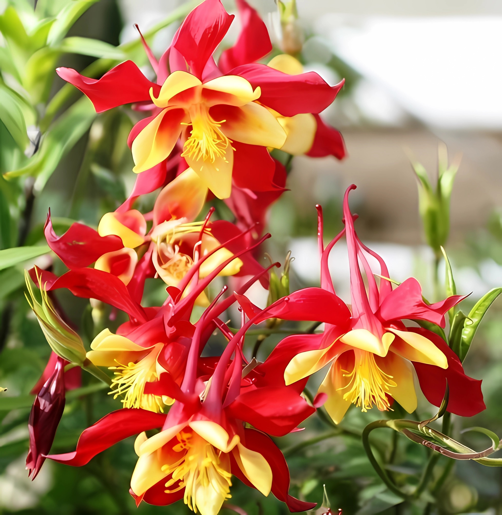 Превью изображения