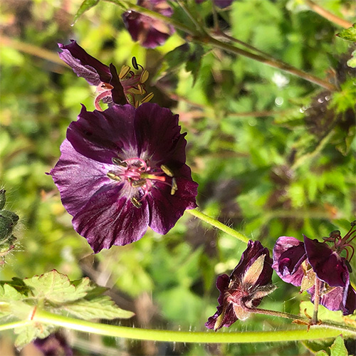 Превью изображения