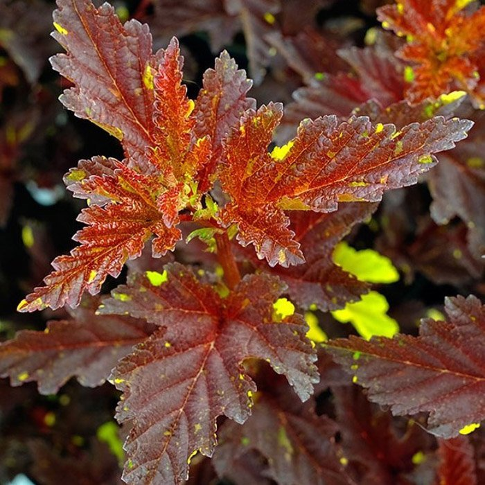 Превью изображения