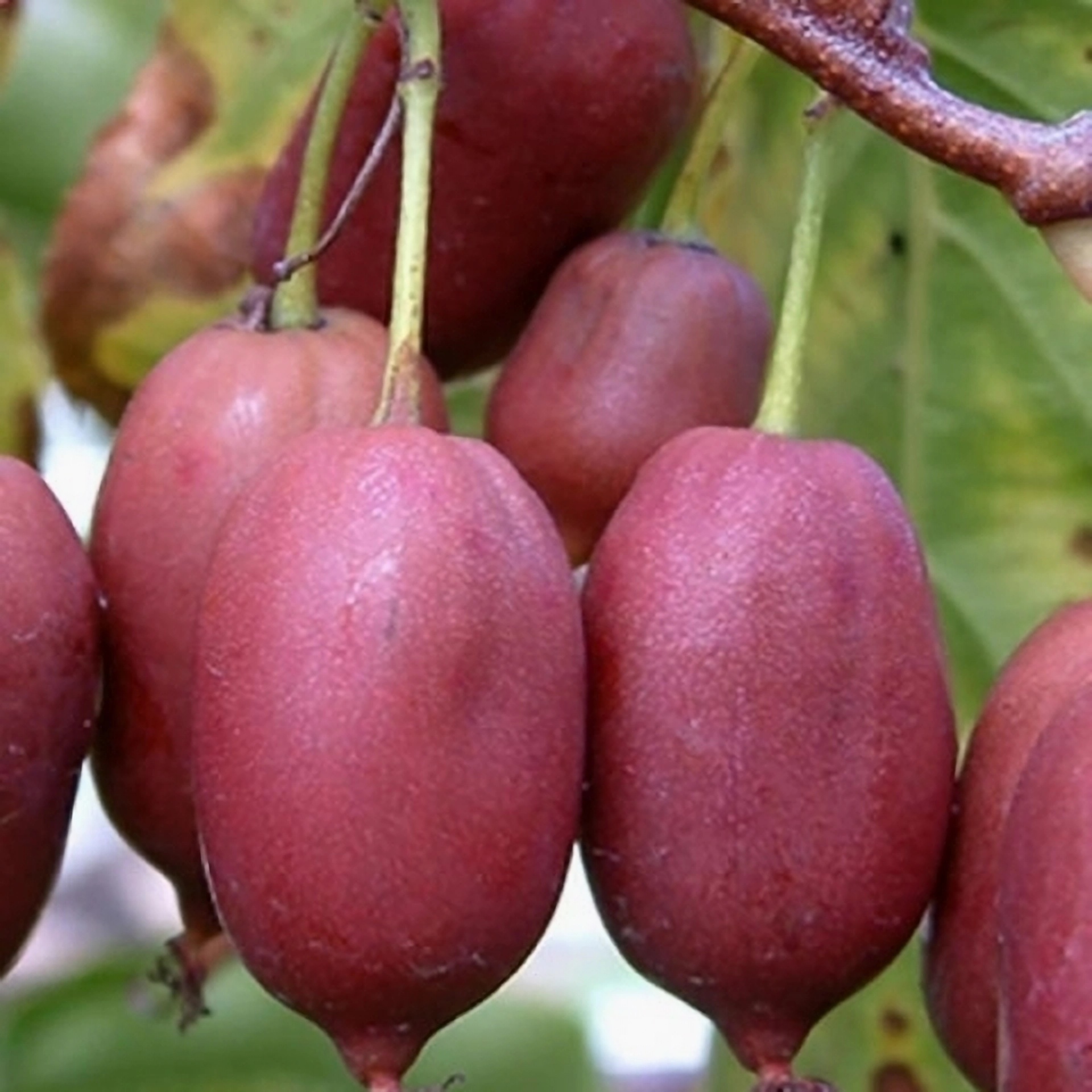 Превью изображения