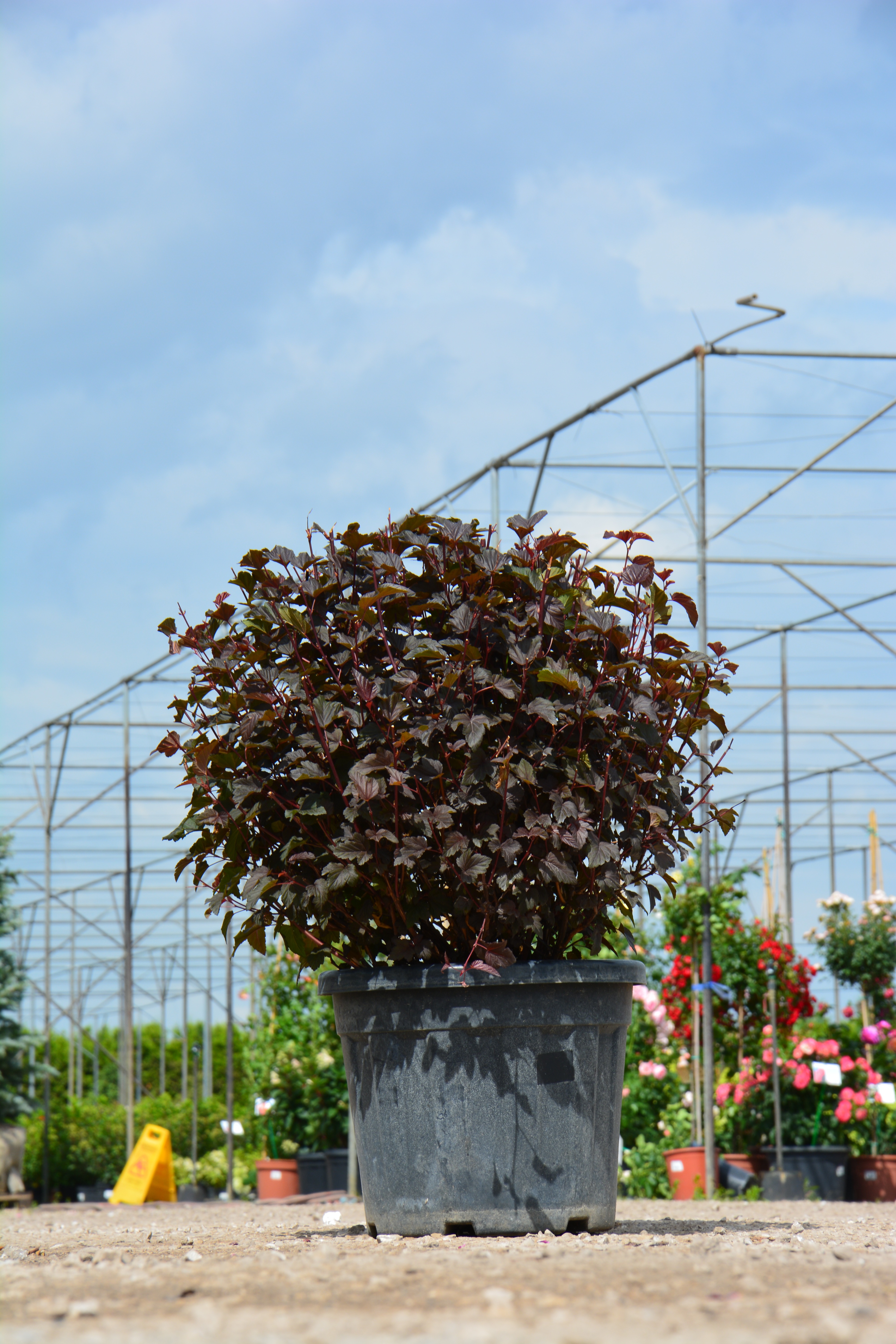 Превью изображения