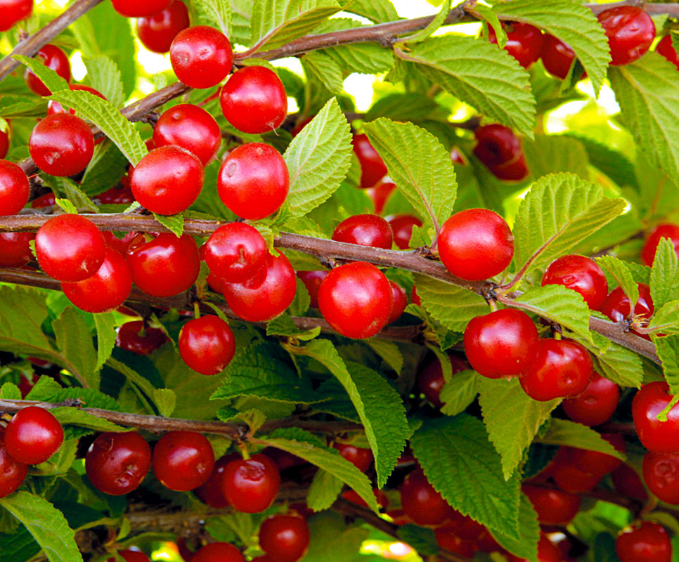 Превью изображения