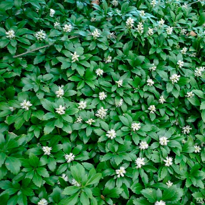 Превью изображения