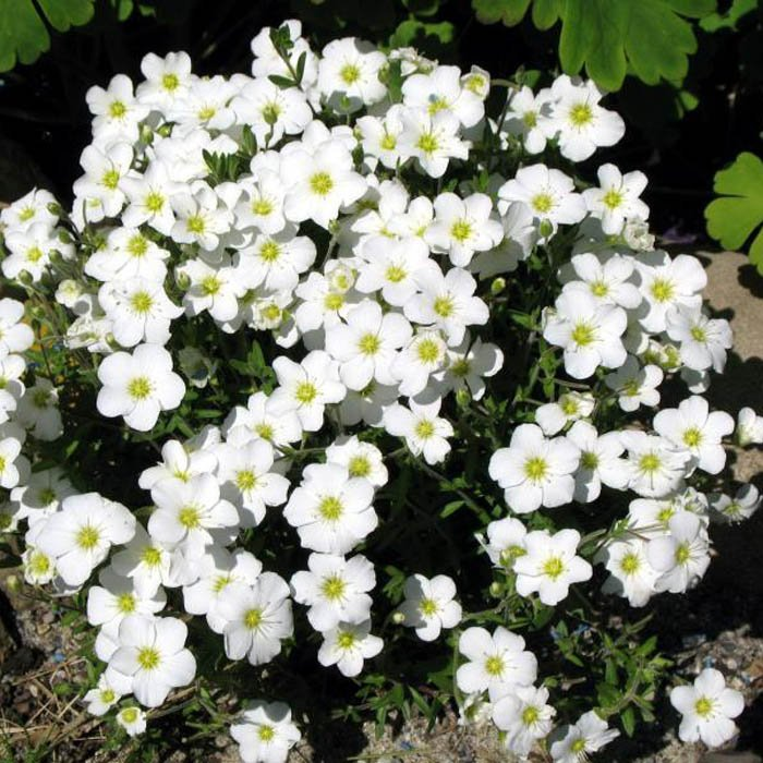 Превью изображения