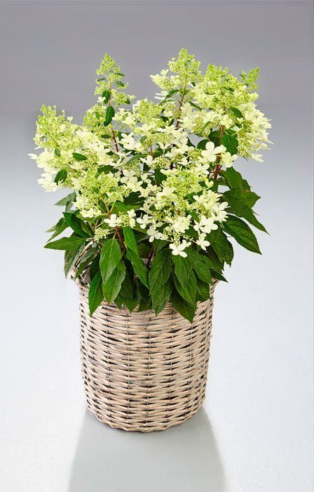 Превью изображения