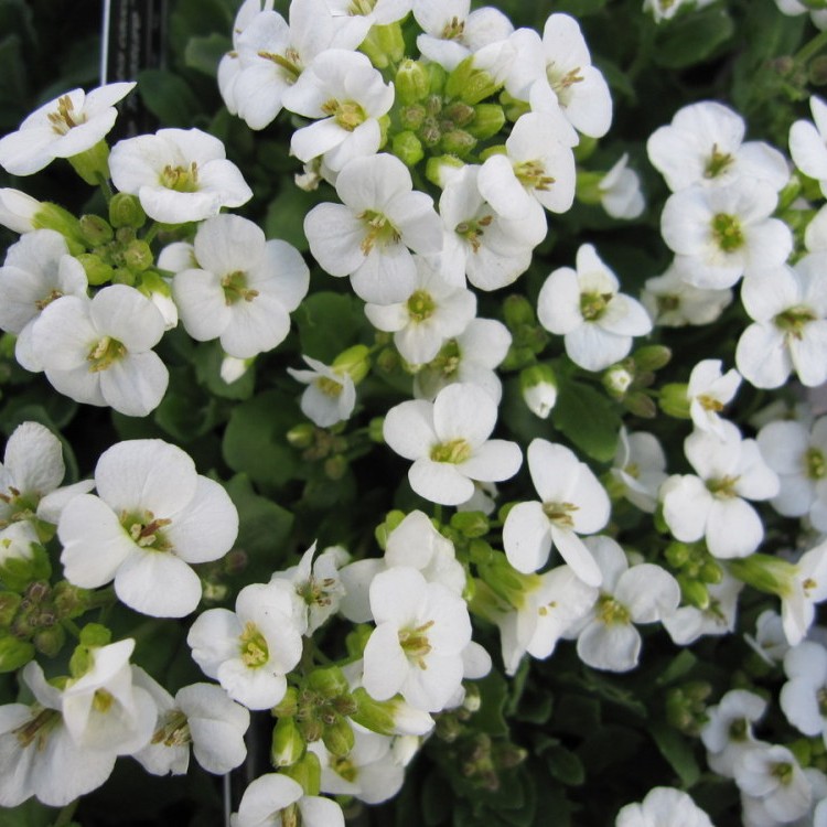 Превью изображения