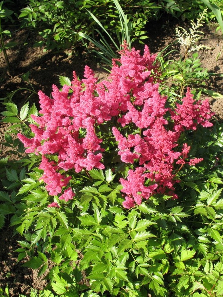 Превью изображения