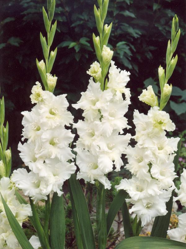 Превью изображения