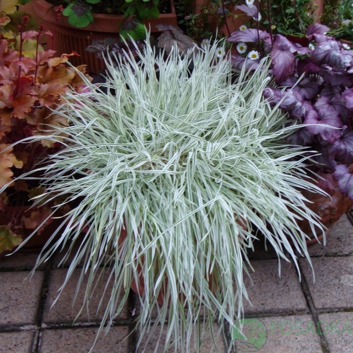 Превью изображения