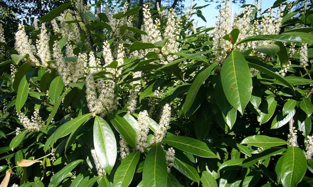 Превью изображения